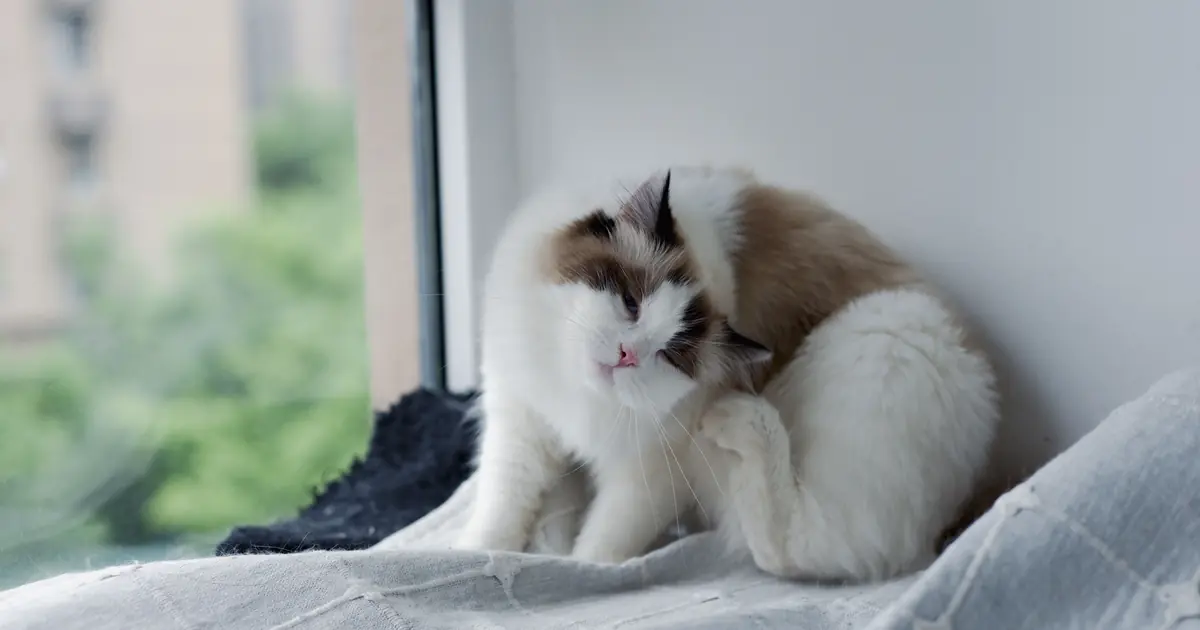 parting fluffy cat fur to show the undercoat