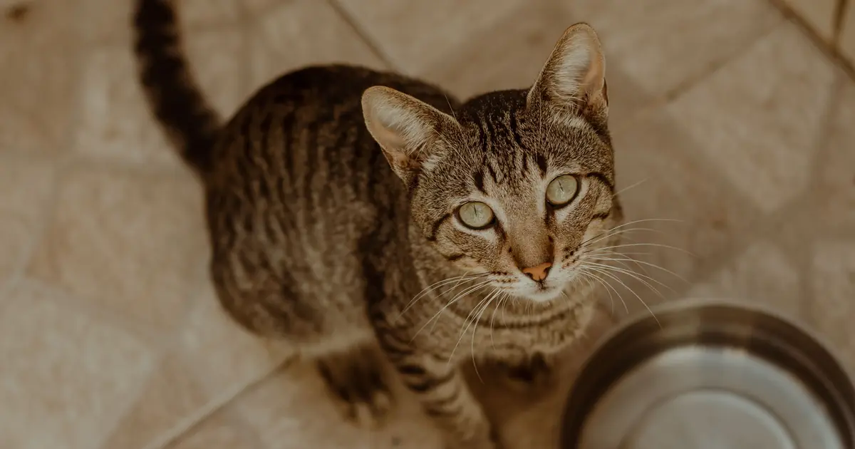 cat waiting beside a food bowl