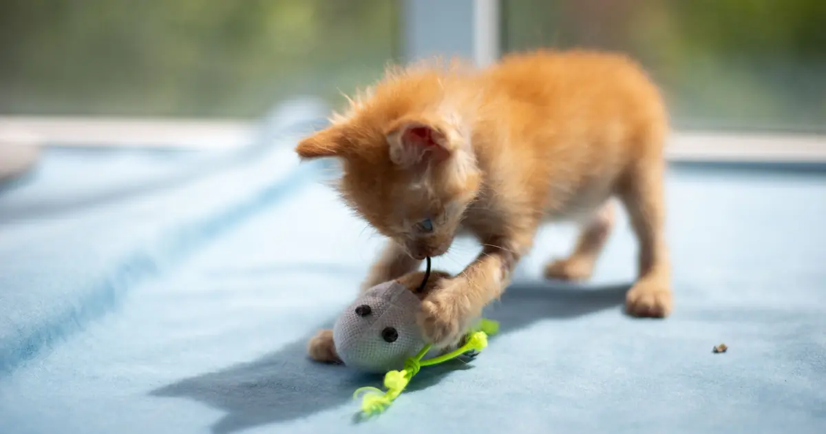 Cat pouncing on a homemade sock catnip mouse DIY cat toy