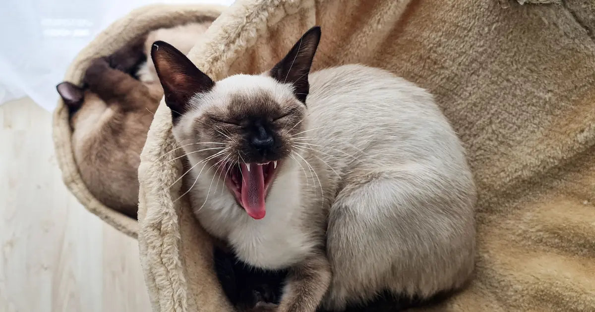 a Siamese cat relaxed