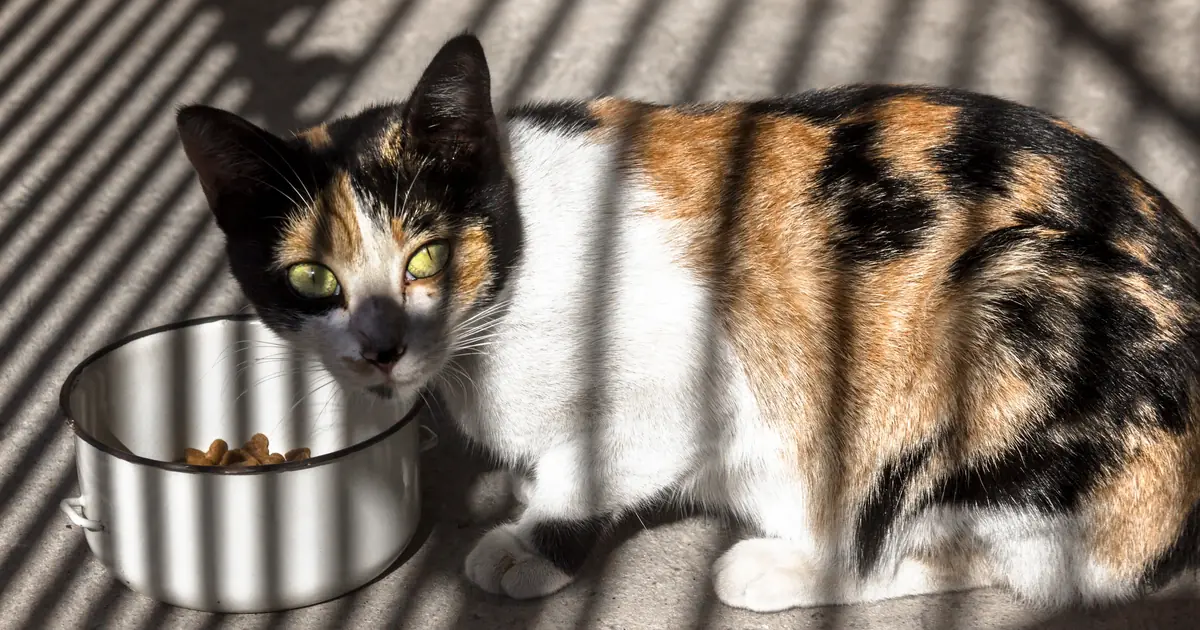 high protein cat food served in a dish