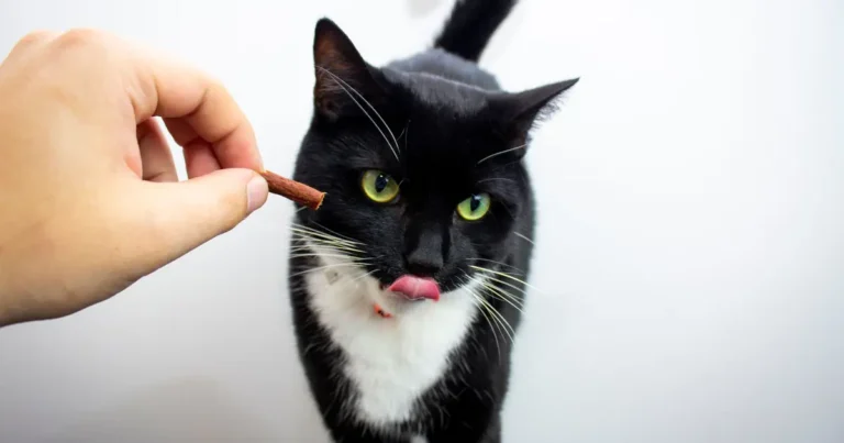 Homemade cat treats on a plate beside a curious cat