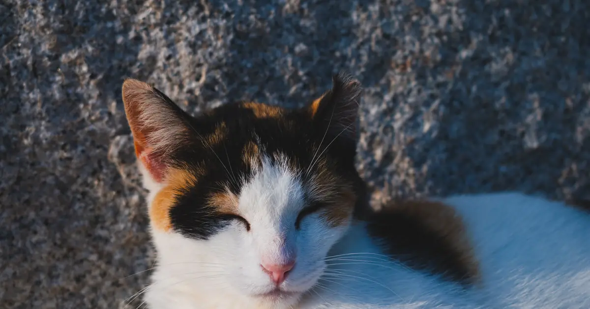 Calico Japanese Bobtail cat, the mi-ke coloring behind the maneki-neko lucky cat