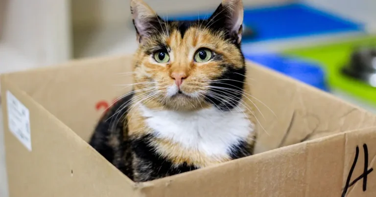 Small kitten stepping into a low-sided litter box