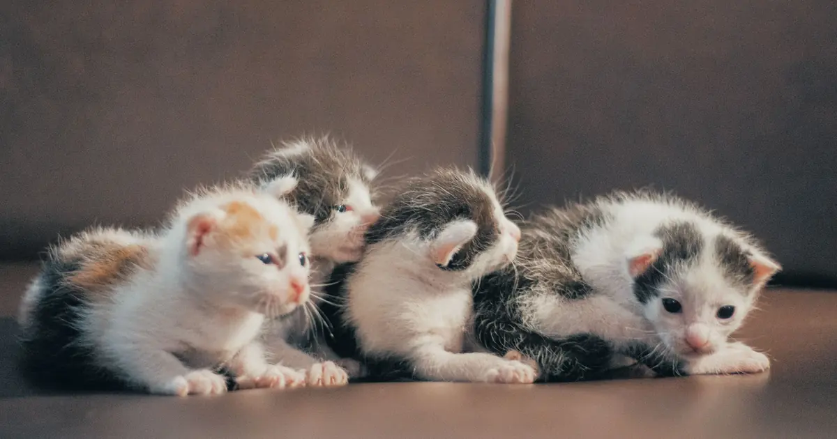 Young kitten digging in unscented litter inside an open litter box