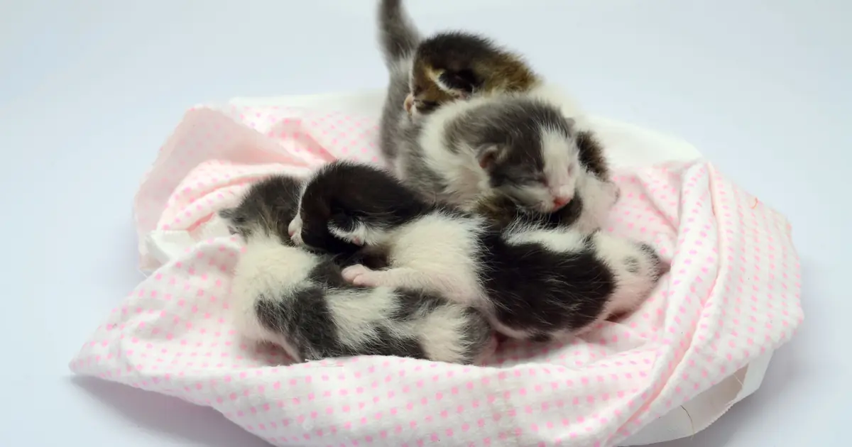 newborn kittens sleeping in a nest