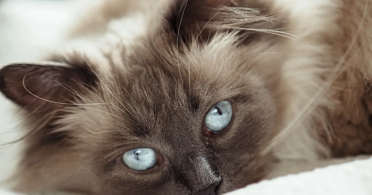 a Ragdoll cat resting alone