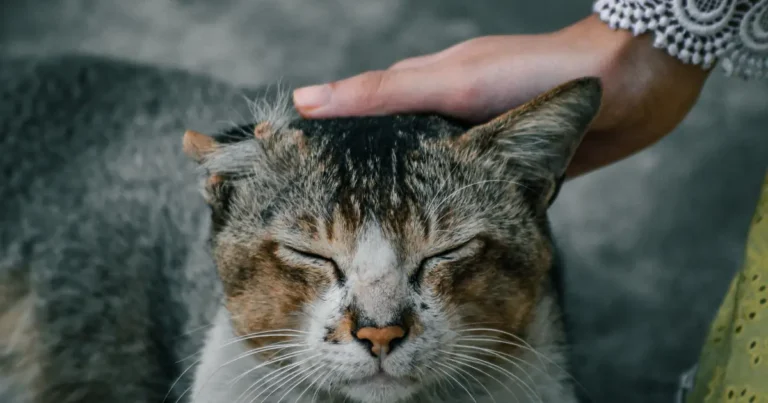 a person touching foreheads with a cat