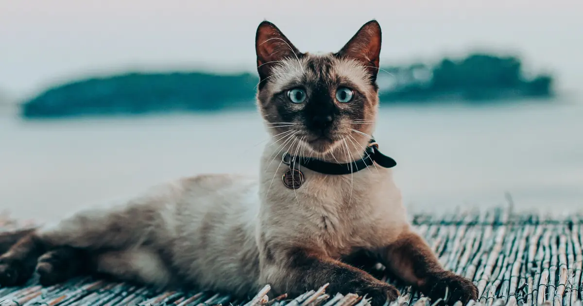 a Siamese cat lying down content