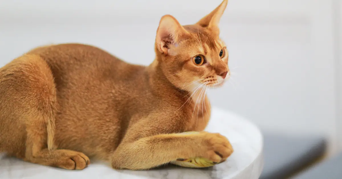 Curious Abyssinian cat, widely considered the most intelligent cat breed