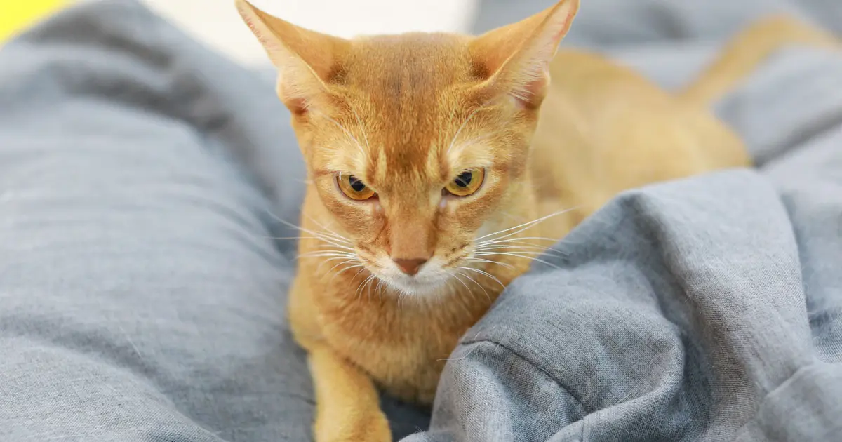 Alert Abyssinian cat with ticked coat, often named the smartest cat breed