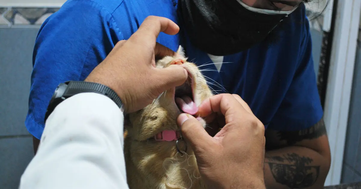 a veterinarian examining a cat