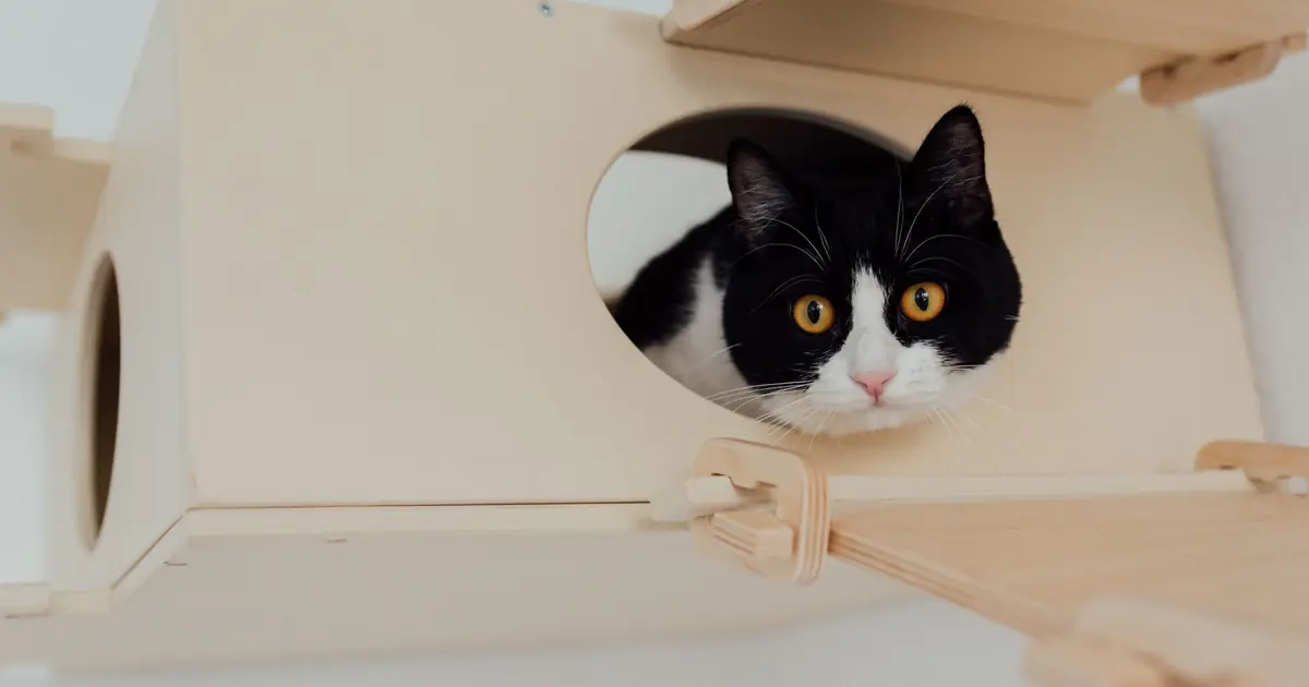 Cat standing in a covered litter box, where cat parents check poop color and consistency