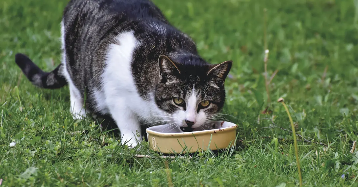 whole prey ingredients in premium cat food
