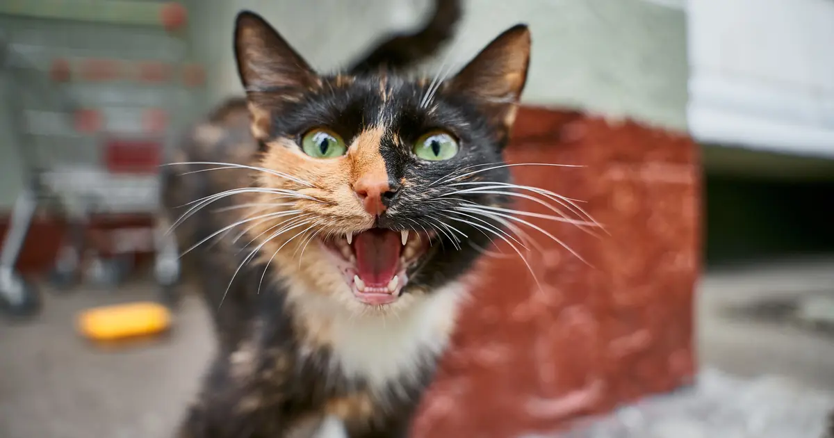 a cat meowing up at a person