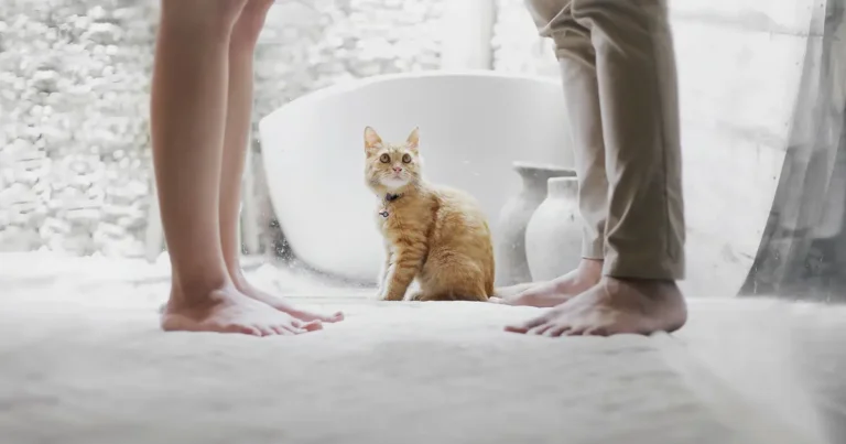 a cat sitting in a bathtub