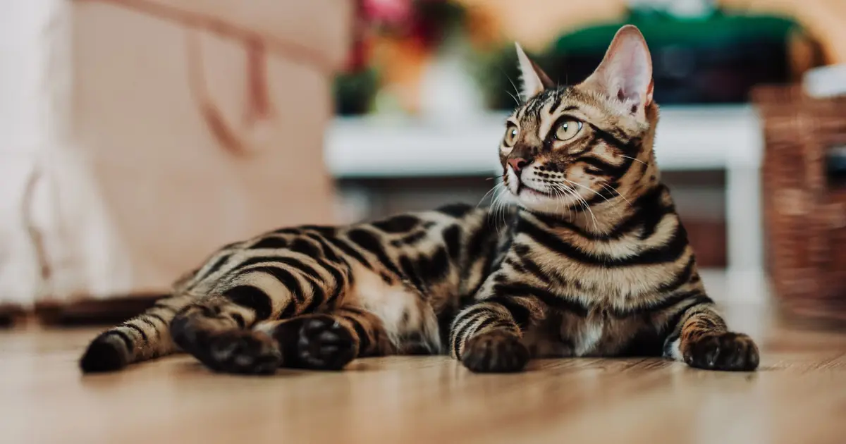 a Bengal cat lying down