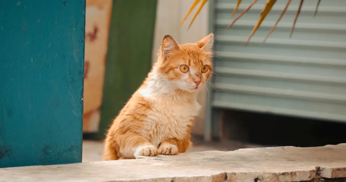 cat staring at a wall showing autism-like behavior