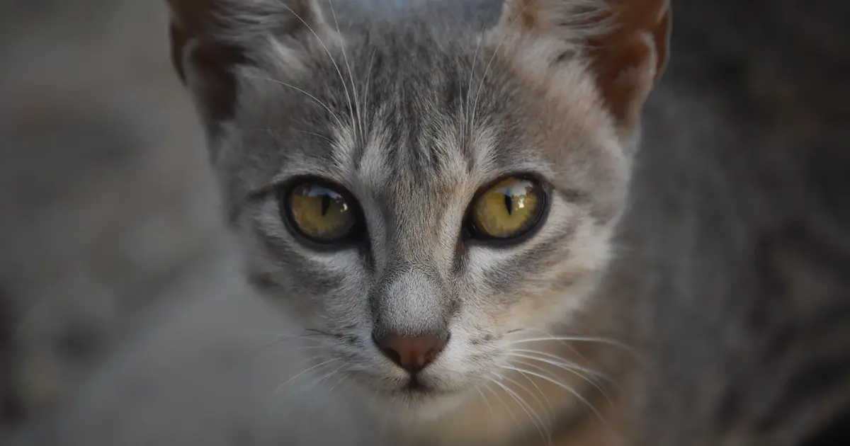 can cats be autistic cat behavior