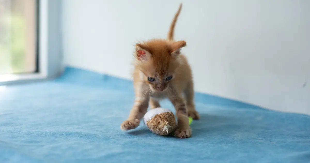 can cats have adhd hyperactive cat