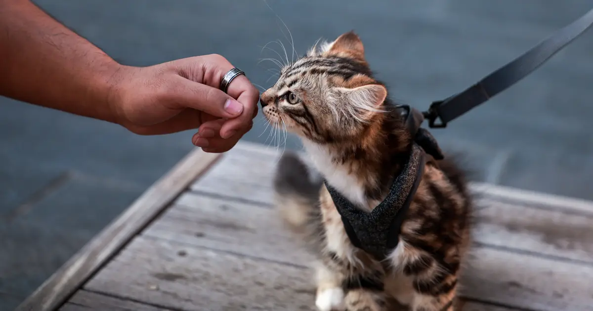 cat sniffing a lemon
