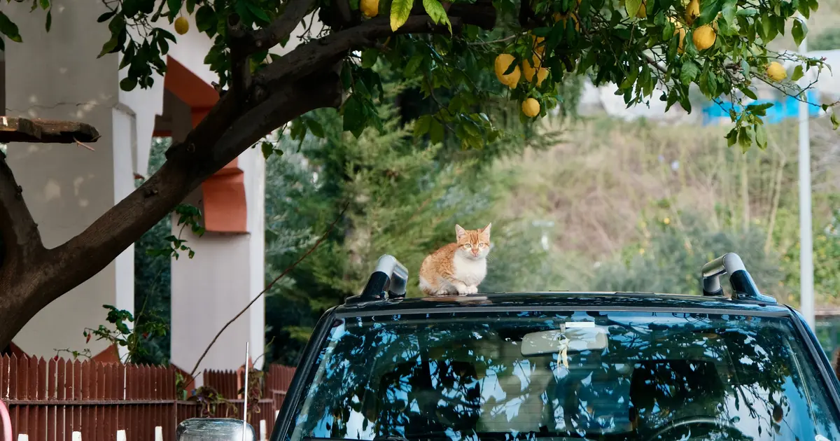 can cats have lemon citrus toxic to cats