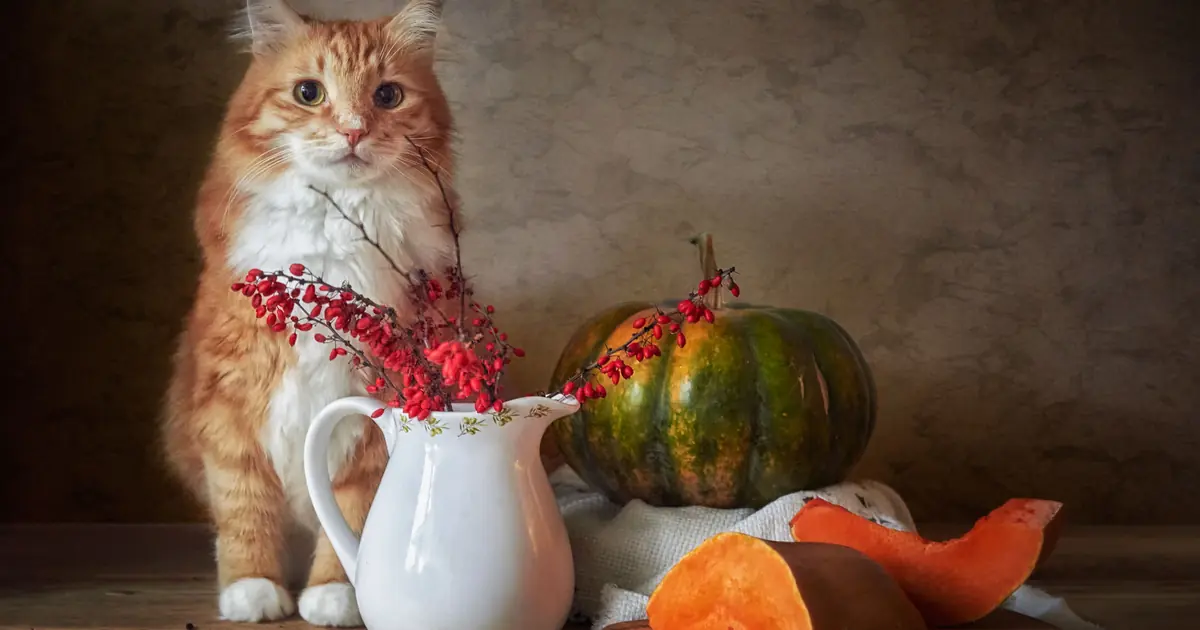 can cats have pumpkin safe for cats