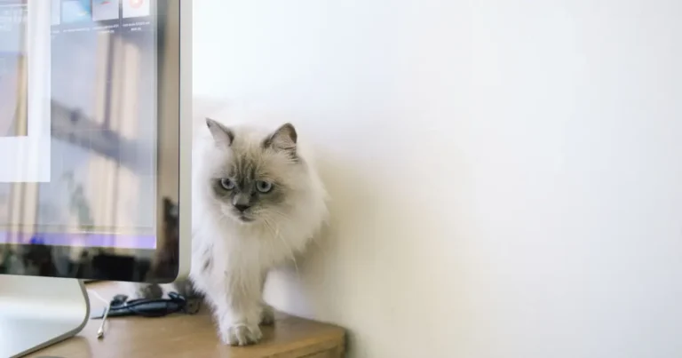 a cat looking at a computer monitor