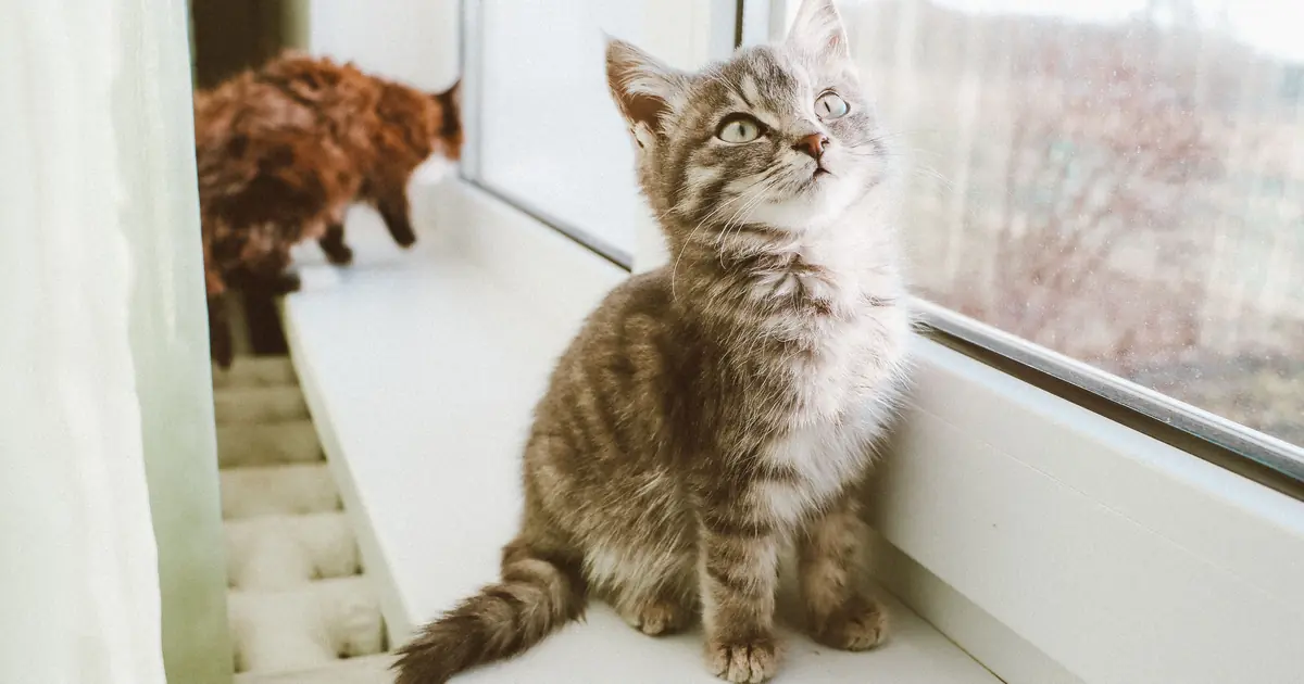 Tabby cat staring out a window at birds and chattering its teeth