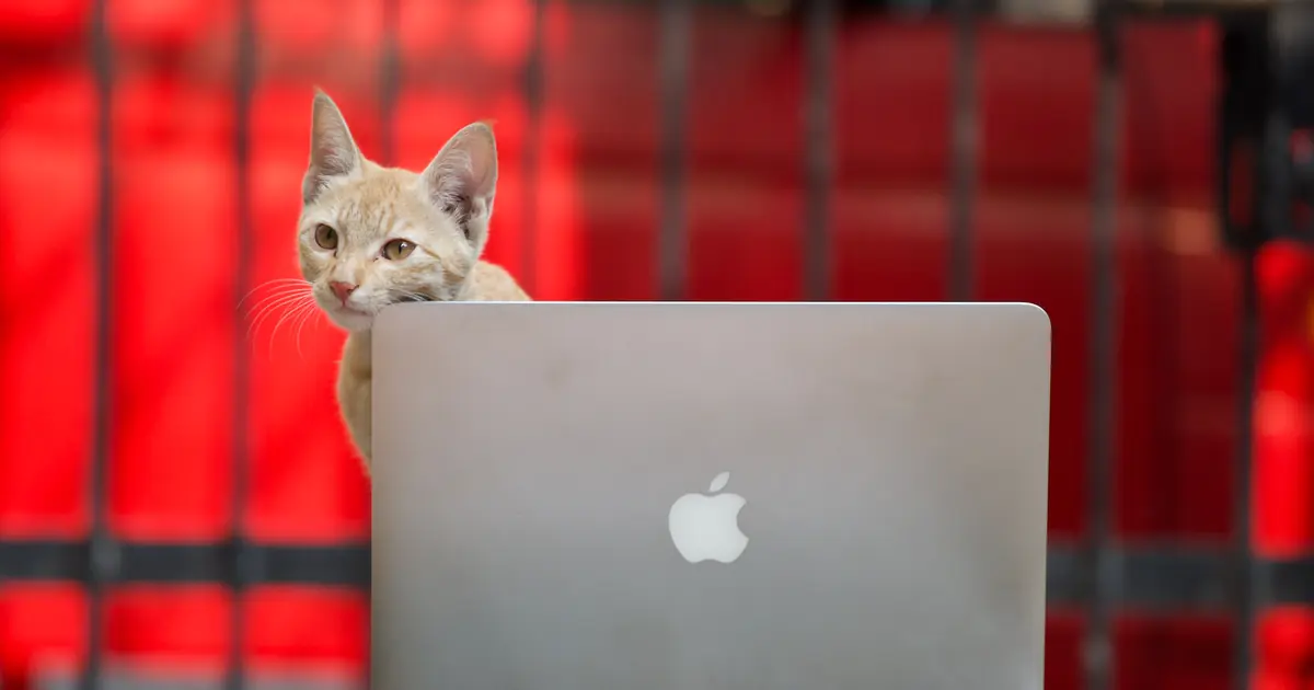 a cat sitting on a laptop keyboard