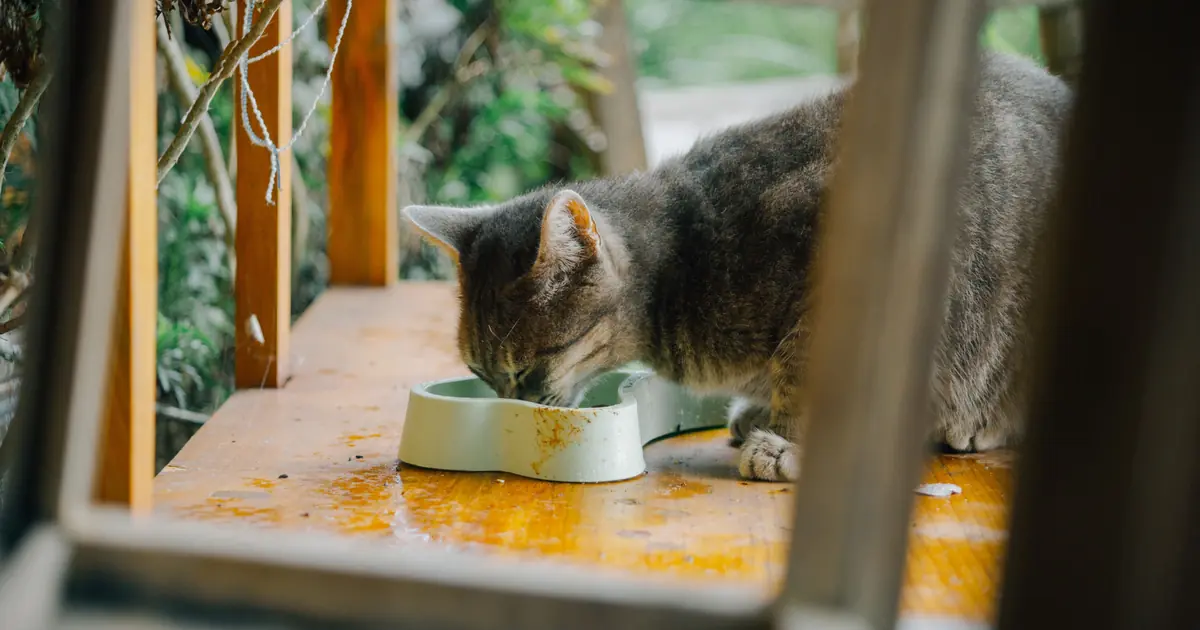 cat eating pate style wet food