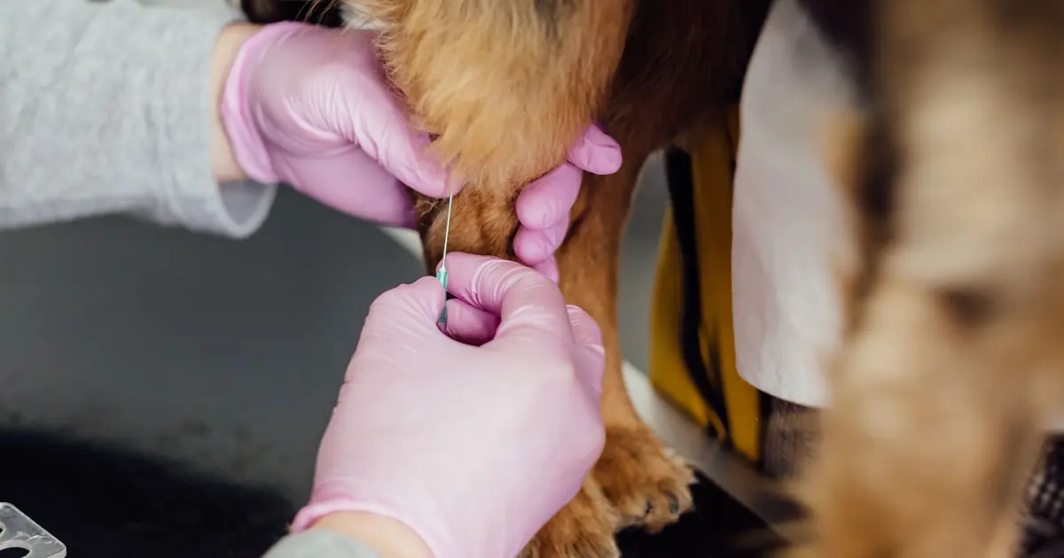 Vet vaccinating a kitten during a rabies shot appointment