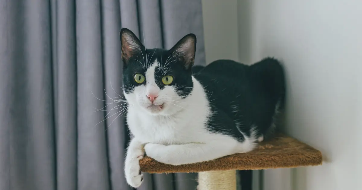 a cat using a scratching post