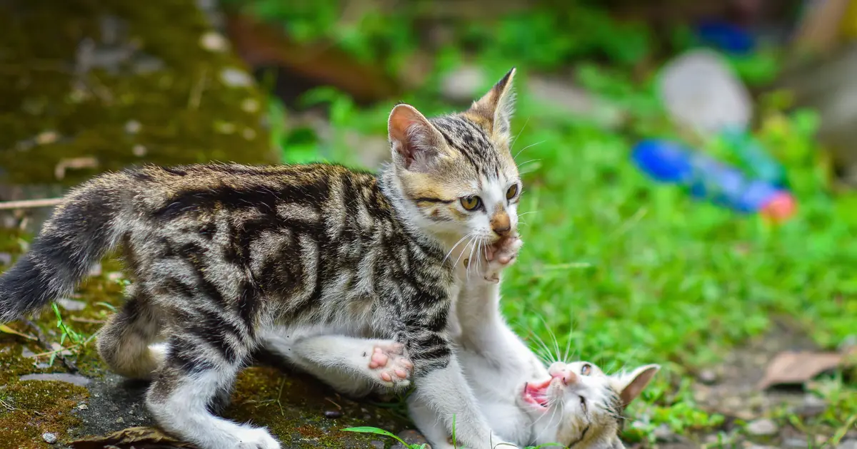 two cats play fighting