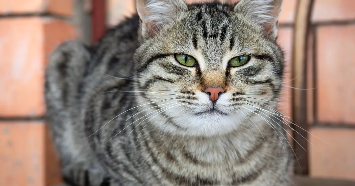Close-up of a short-haired domestic shorthair DSH cat with tabby markings