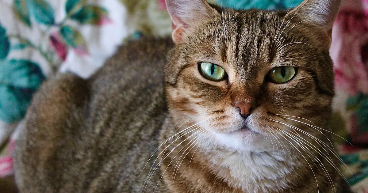 A brown tabby domestic shorthair (DSH) cat sitting and looking at the camera