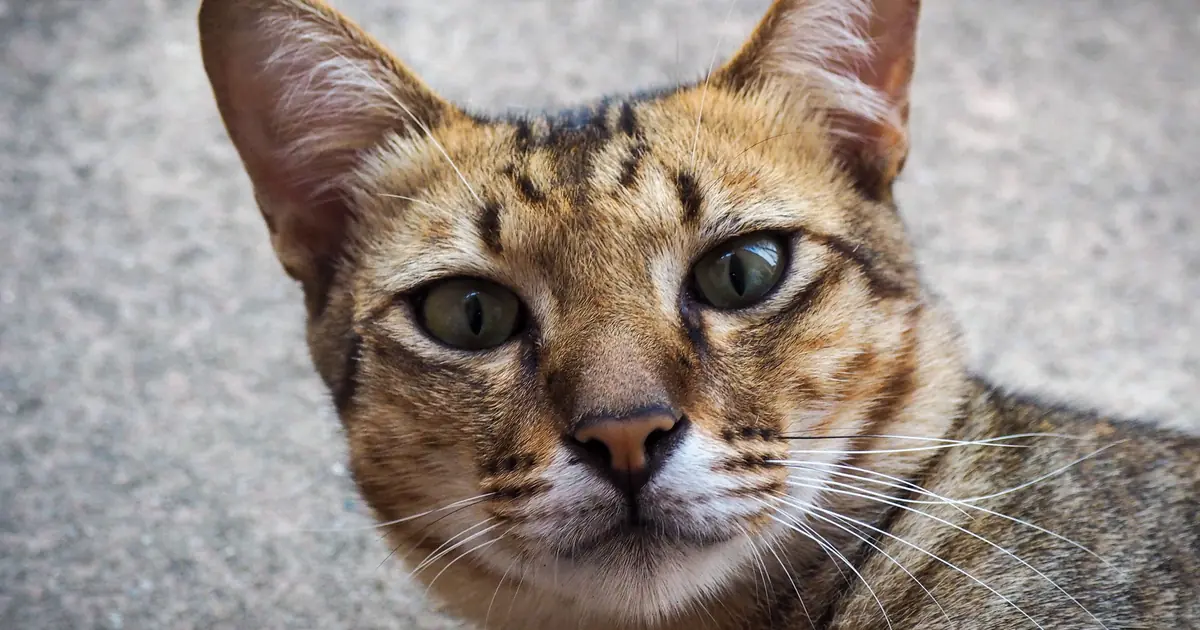 Bengal cat showing wild leopard-like rosettes and spotted coat