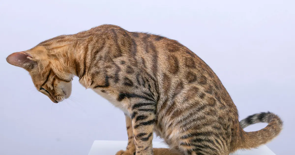Exotic Bengal cat with leopard-spotted coat sitting alertly