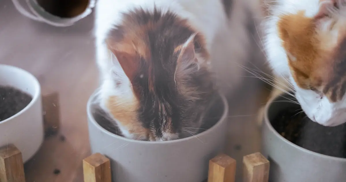 grain free cat kibble in a bowl