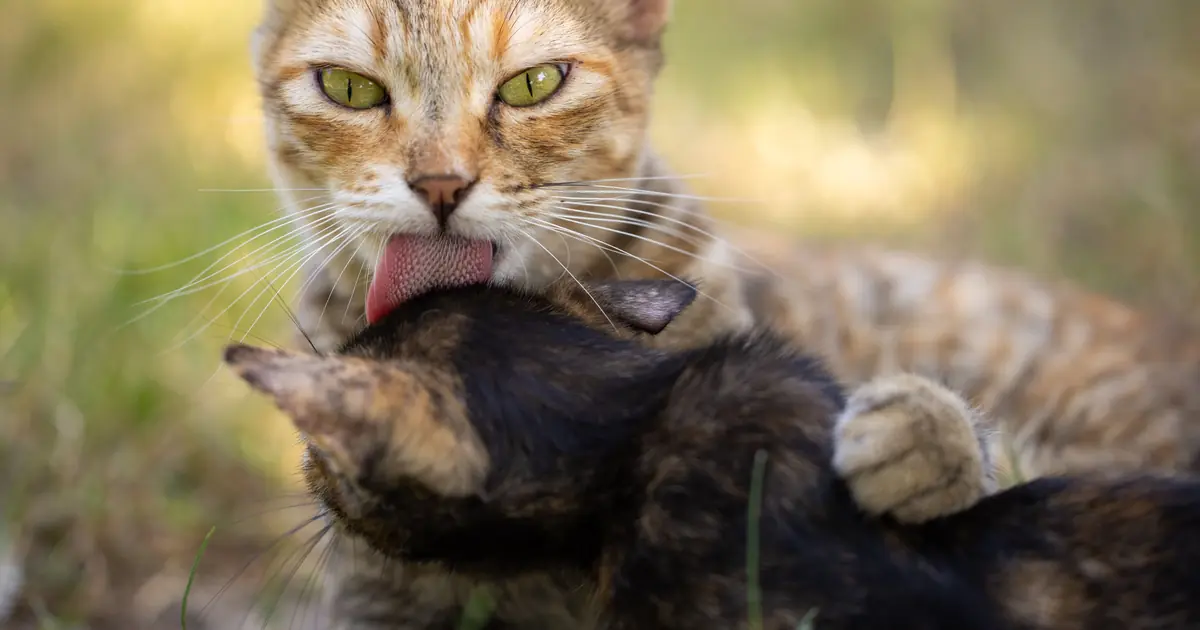 how do cats get tapeworms