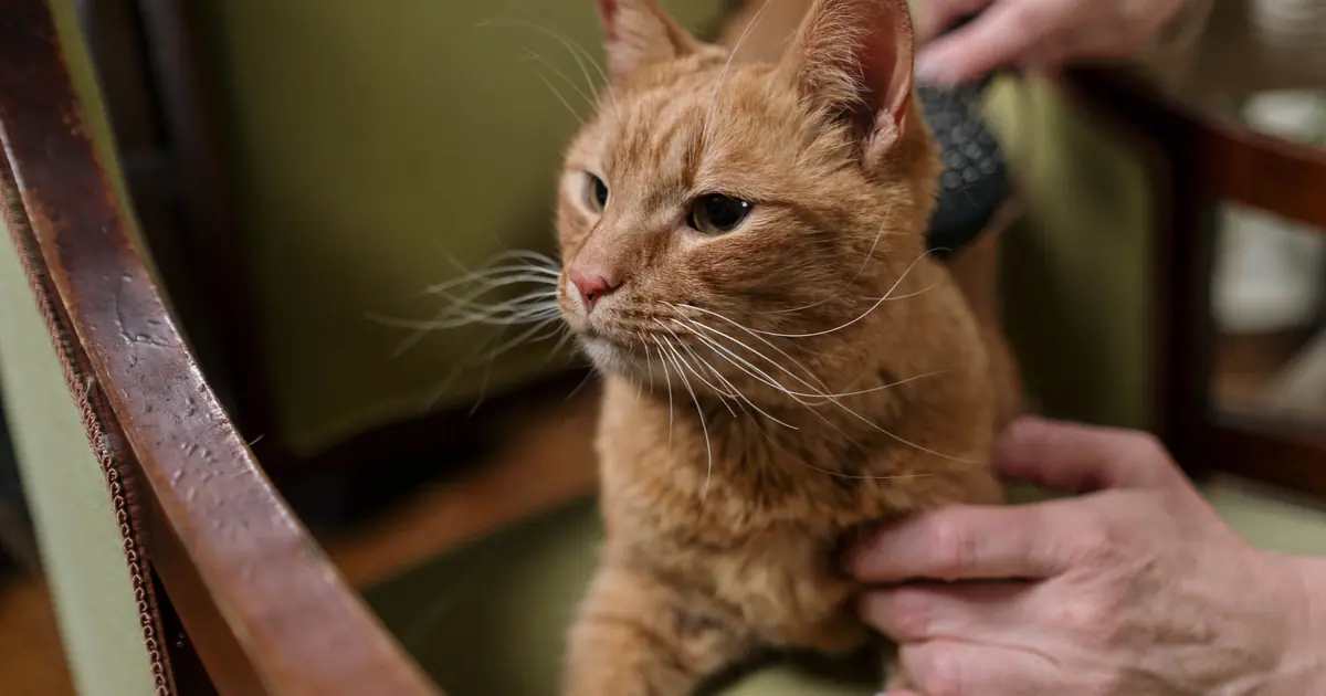 brushing a cat to remove dandruff