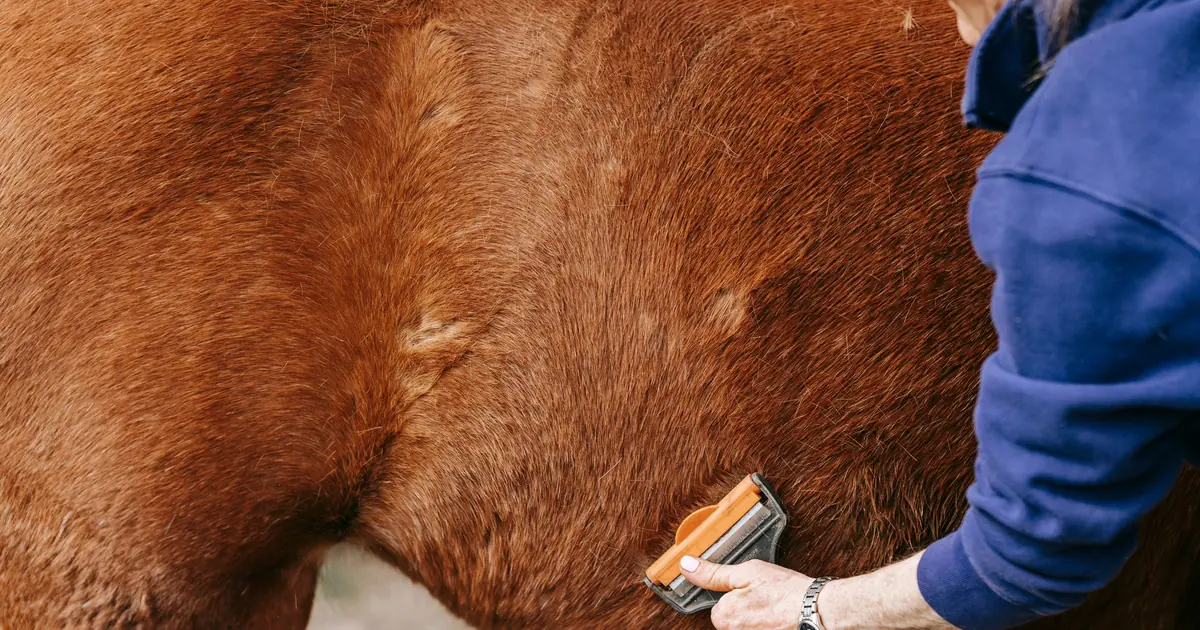how to get rid of cat dandruff