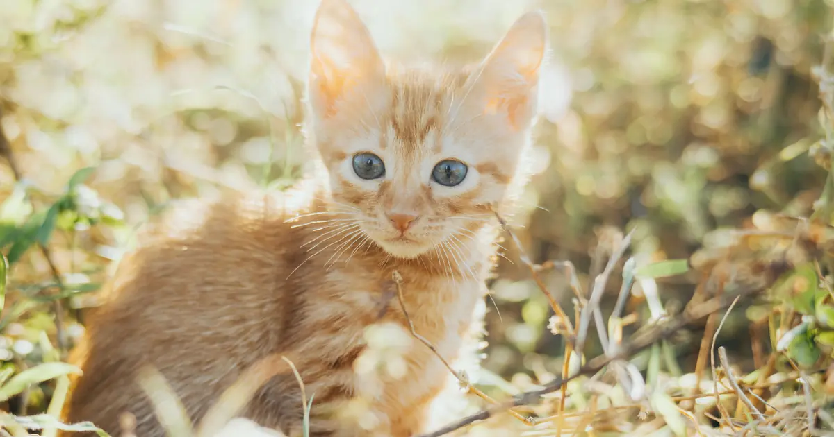 young cat outdoors