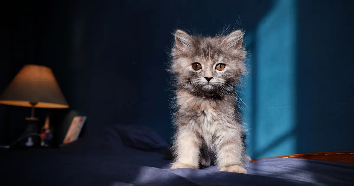 a kitten in sunlight