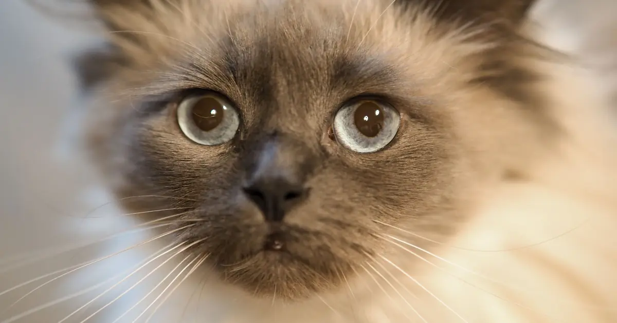 a Siamese cat face with blue eyes