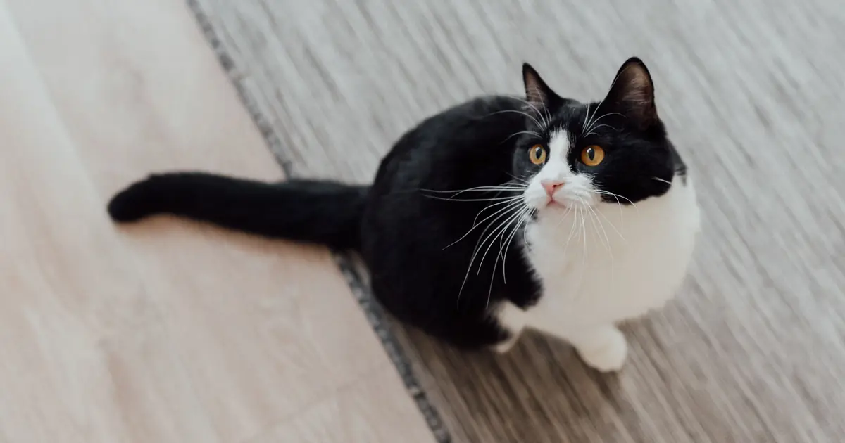 a tuxedo cat sitting curious