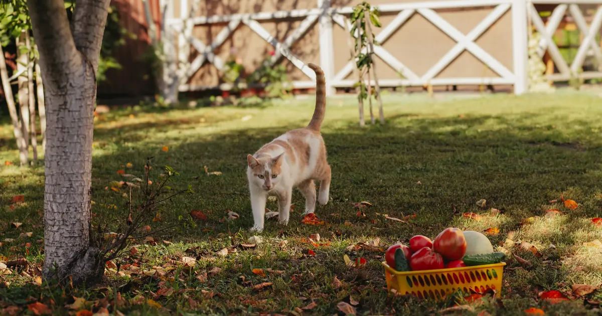 startled cat reacting to a cucumber