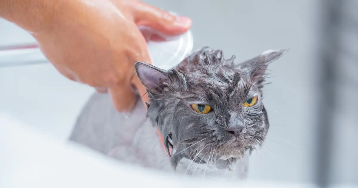 cat cautiously near water