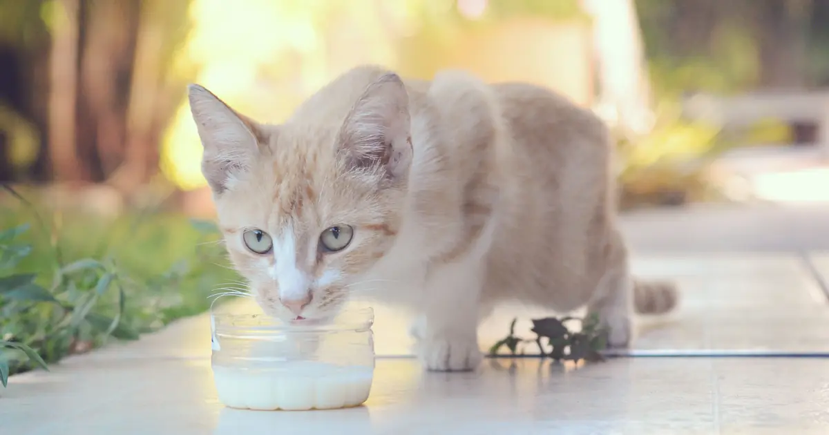 why do cats like milk