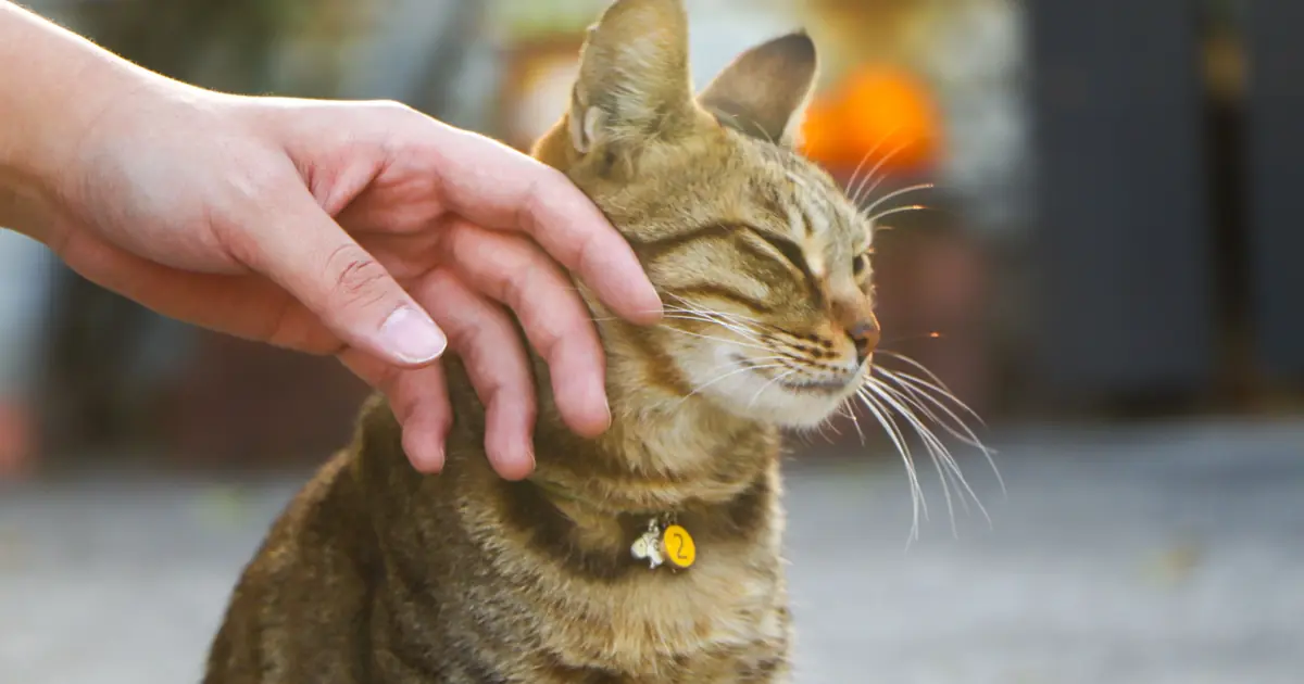 cat drooling while being petted